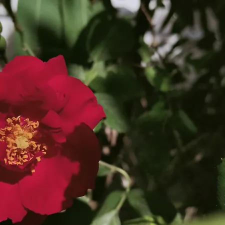 Hotel Scoglio Bianco