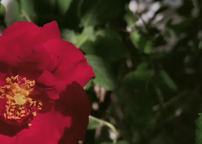 Hotel Scoglio Bianco